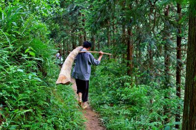 9908 On the small foot paths the only practical way to transport logs is to carry them.