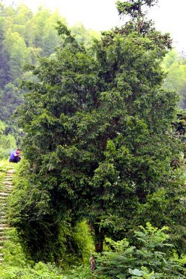 1199 Ancient sacred yew tree. Taxus wellichiana