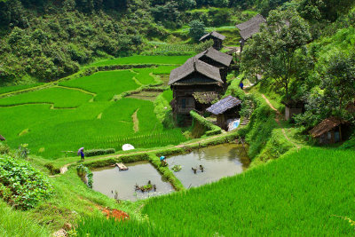 0198 Looking down on fish ponds and rice paddies.