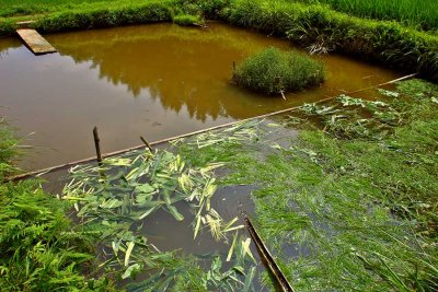 1048 Fish pond with grass cutting on the right and corn leaves and husks on the left.