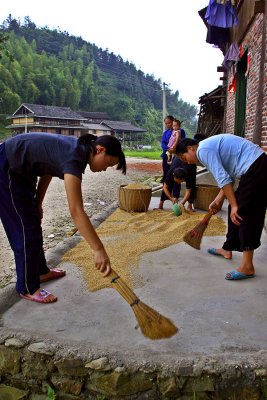 1120 Sweeping up dried rice. ***Explanation***