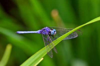 0950 Order: Odonata a blue dragonfly.