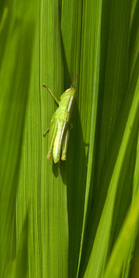 0944 Order: Orthoptera