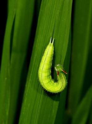 5364 Unidentified caterpillar on rice leaf.