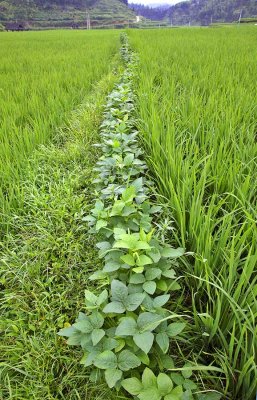3945 Intercropping mung beans and rice. ***Explanation***