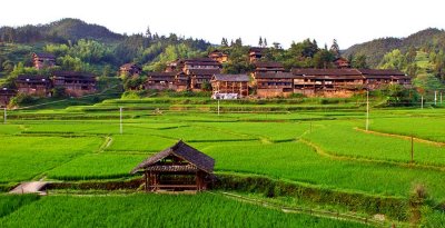 0463 Looking at northern section of village across rice paddies.