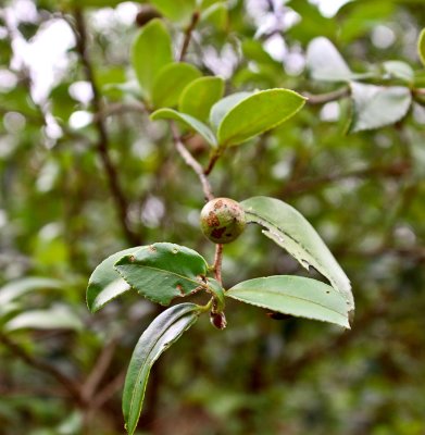0195 Tea tree fruit. Tea seed oil is made from the seed of this fruit.