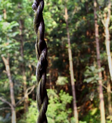 9923 Twisted vine. In use for 9 years, twisted vines are very strong, durable and rot resistant.