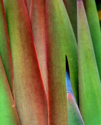 Agave