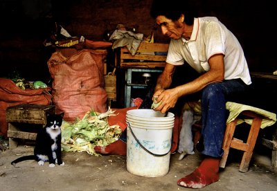 A cat and a man with red socks. 