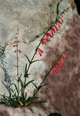 Penstemon, Red Rock Canyon, Las Vegas, Nevada.