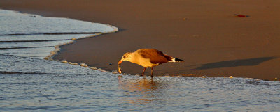 Segull at sea's edge with sand crab.
