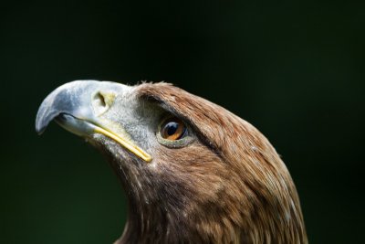 Golden Eagle