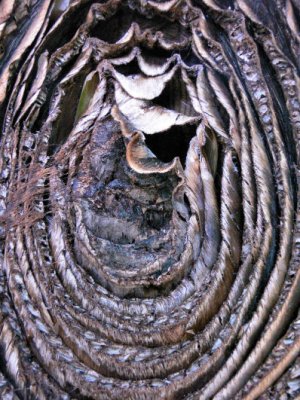 The cut tree