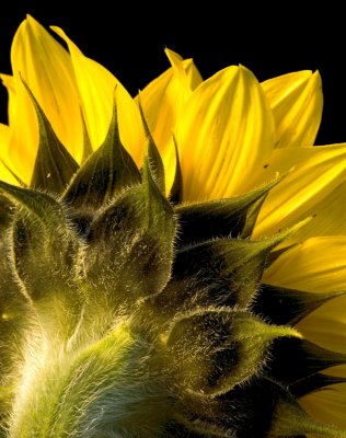 macro sunflower 1