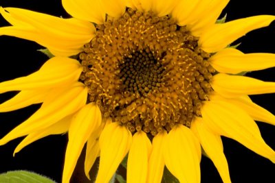 sunflower 7