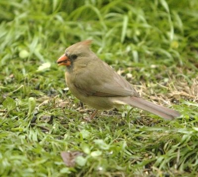 Wife of cardinal