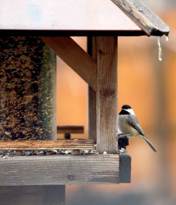 Chickkadee from window