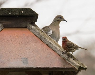 Resting between feeding