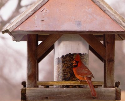 ice_and_birds
