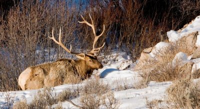 Bull Elk 2nd day