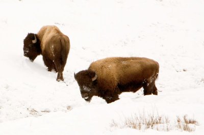 Bison on road to Canyon