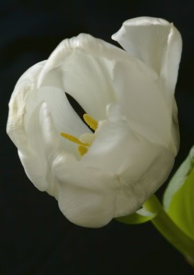 Tulip Iowa