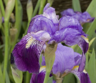 Flower 2