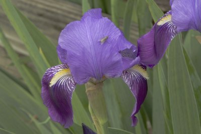 Flower and Fly