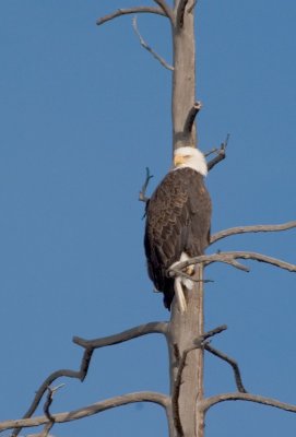 eagle 3 for web.jpg