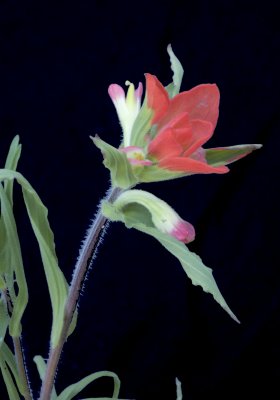 Indain Paint Brush