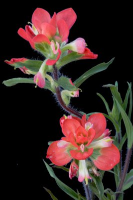 Indian Paint Brush from Back