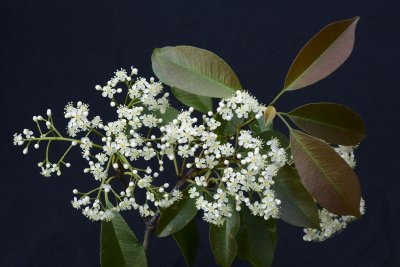 Photinia