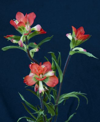 Indian Paint Brush