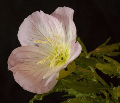 Prim Rose from Back