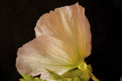 Prim Rose