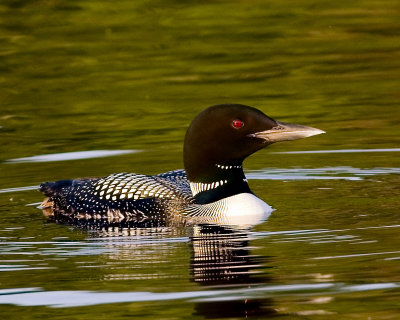 loon grindstone lake mn