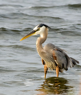 Crane