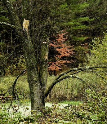 Dead Tree VV