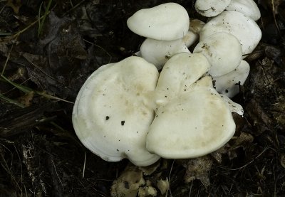 Hayward WI mushroom