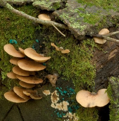 Hayward WI mushroom3