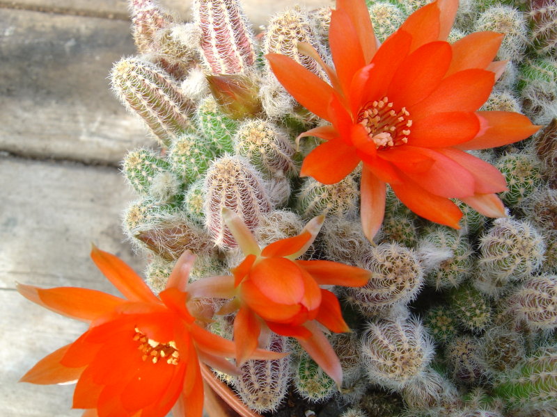 Greenhouse Flowers