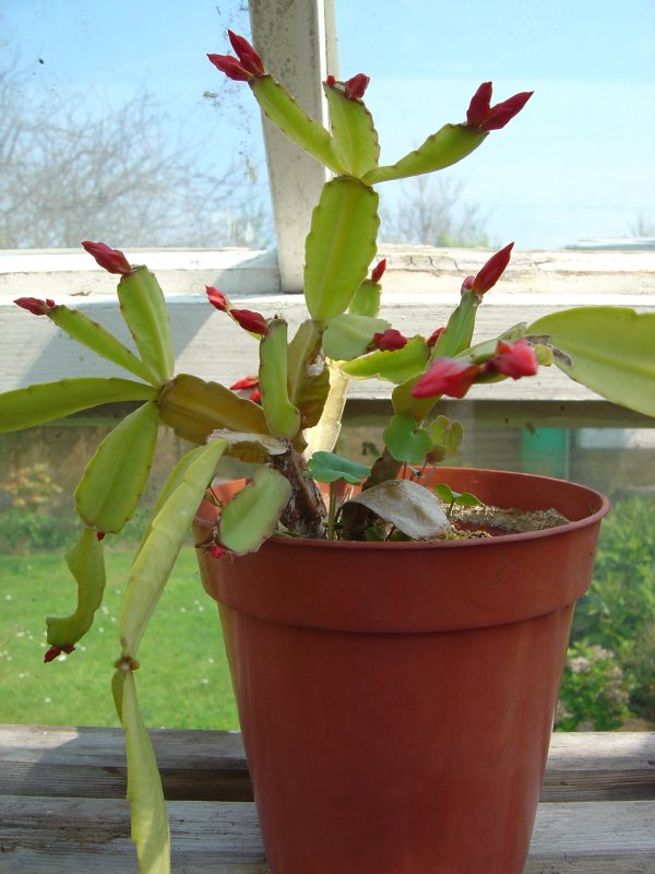 Greenhouse Flowers