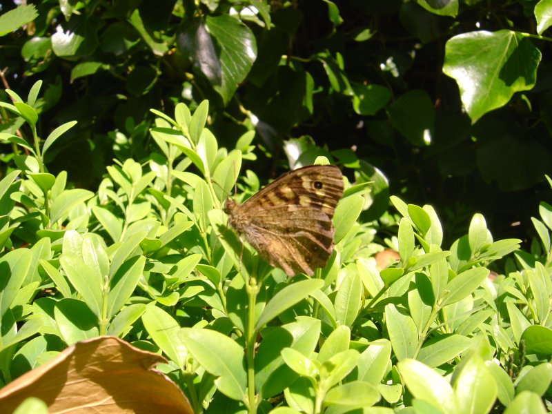 Speckled wood