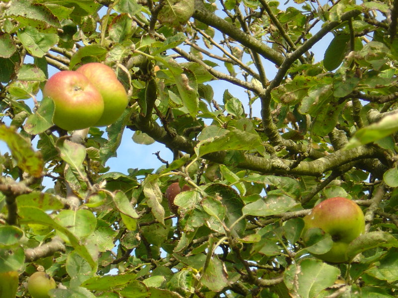 Apple Harvest 2007