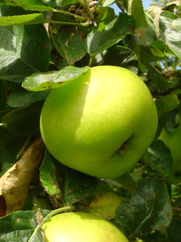 Apple Harvest 2007