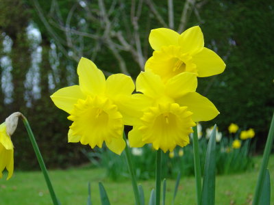 Spring Flowers