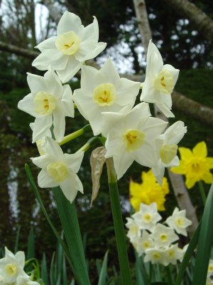 Spring Flowers