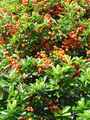 Autumn Berries