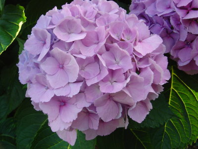 Hydrangea